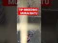 TIPS TERNAK BUDIDAYA MURAI BATU #animal #breeding #shorts #subscribe 👇