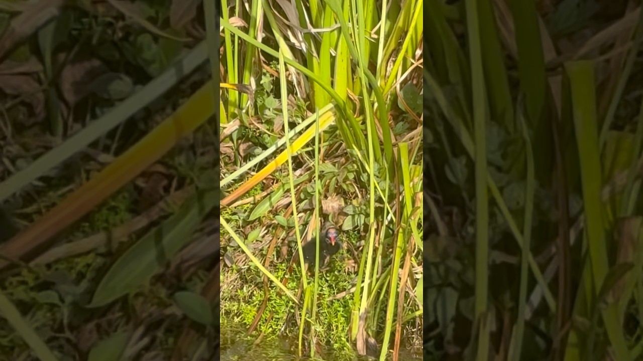 Ocean Blue and sand, Punta Cana où la nature s’invite! #faitmaisonparclaudiab #puntacana #oiseaux