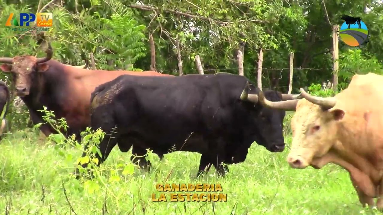 GANADERÍAS PARA MONTELIBANO TEMPORADA 2023