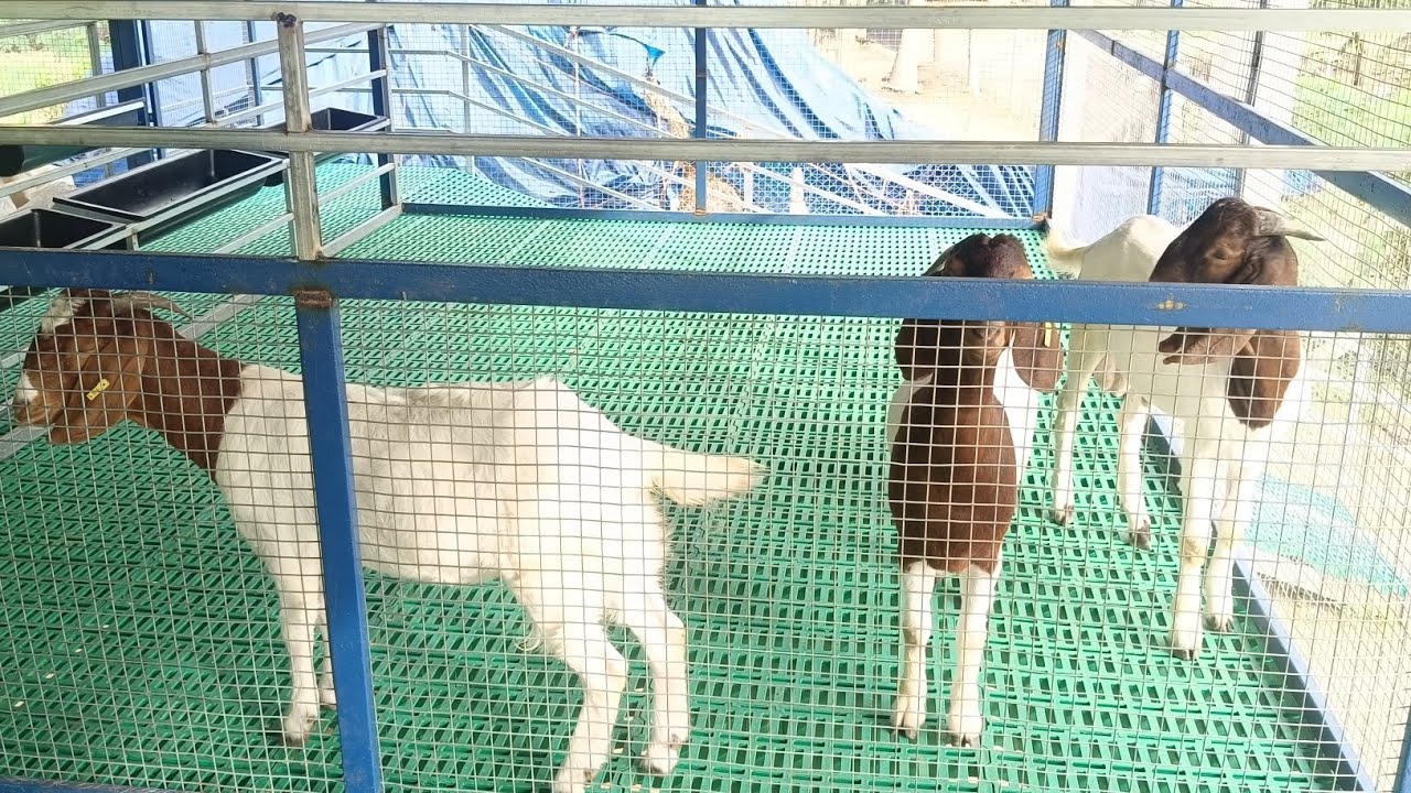 ஆடுக்கு பரண் அமைத்து தரப்படும்