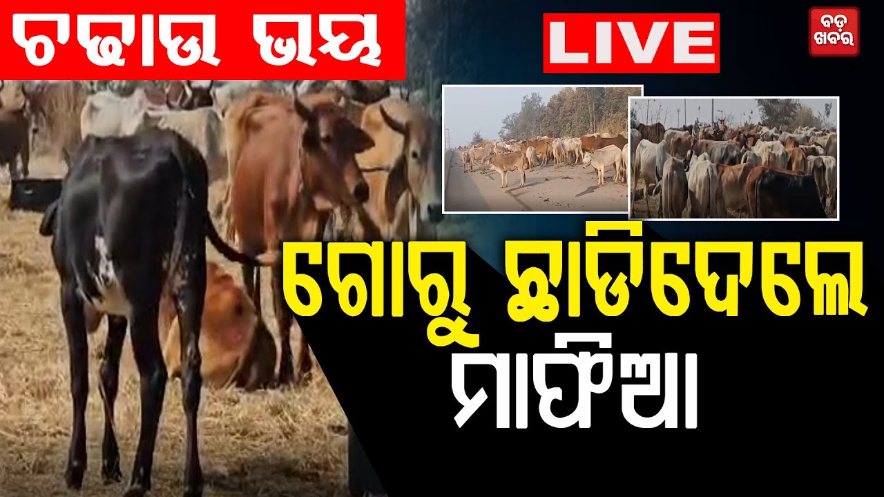 🔴LIVE ||  ଚଢାଉ ଭୟ, ଗୋରୁ ଛାଡି ଦେଲେ ମାଫିଆ || BADA KHABAR TV