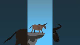 Wildebeest funny cartoon video