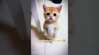 #funny #funnyshorts #reels #viral #status #foryou