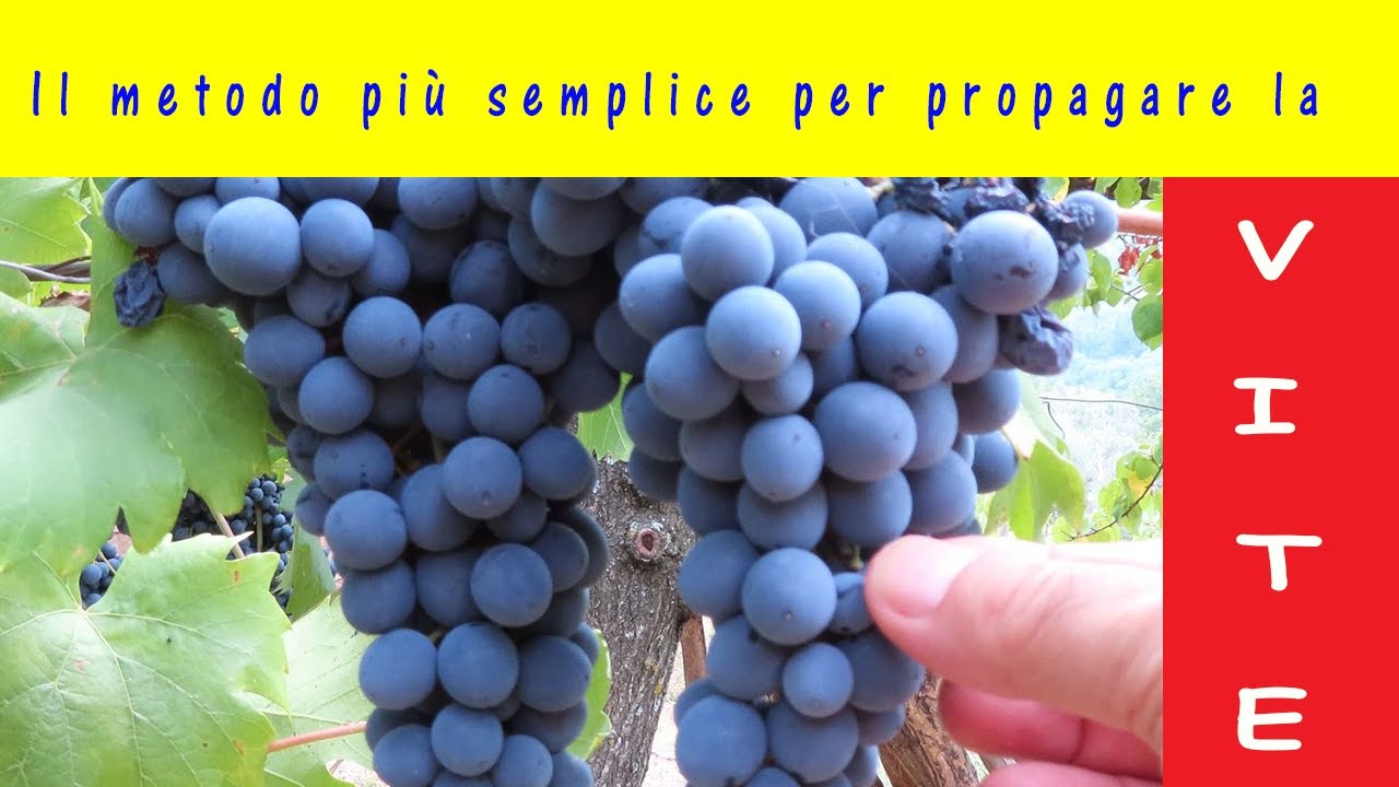 Propaggine della vite. Nuove piantine di viti nel tuo vigneto in 2 mesi. Come riprodurre una pianta