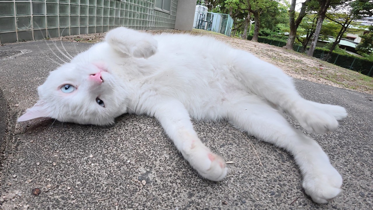 A white cat gets a massage from a human after finishing its park