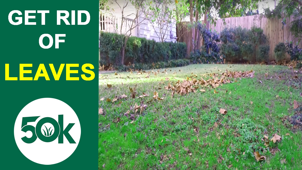Easiest Way to Remove Leaves On Your Lawn YouTube