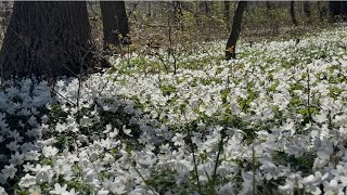 A Message in the Windflowers | Flowers Speak Without Words