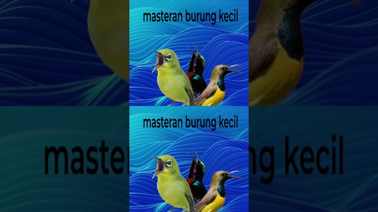 Suara Kicau kombinasi burung kecil masteran murai tembakan panjang