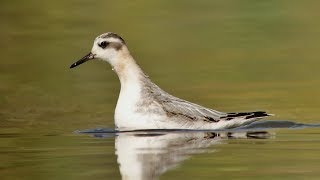 Red Phalarope at Withymoor Pool @midlandsbirder