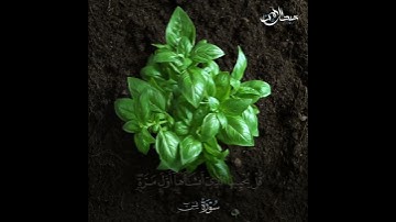 سورة يس | وضرب لنا مثلًا ونسي خلقه | Surah Yasin