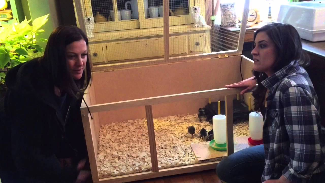 Setting up a Brooder Box for chicks - YouTube