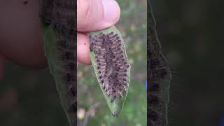 WHAT ARE THEY? Mystery caterpillars I found in Uganda (shall I raise them???)