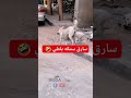 الكلب سرق سمكه بلطي شوف السبب ريلز مضحك اكسبلور العظماء ضحك الرحمن  دويتو النظا