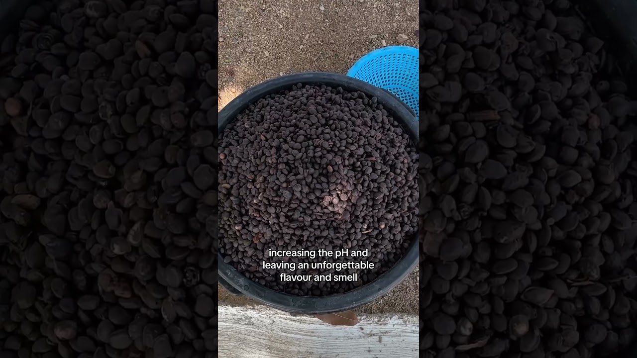 Как готовится Дава Дава 