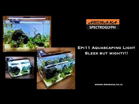 Image showcasing Arowana SpectroGlyph Epi11 Aquascaping Light demo..Sleek & Mighty # ...