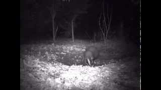 Badgers allo-marking