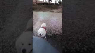 Sailor Samoyeds Re Mix