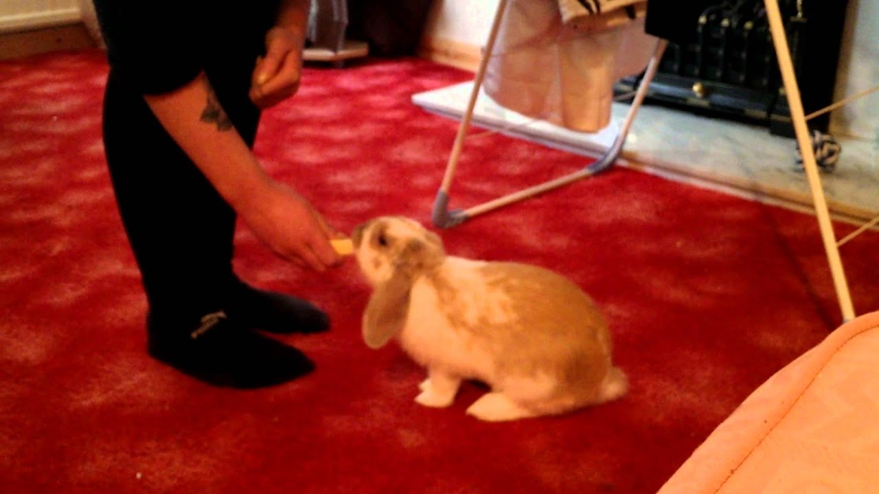 Benji learns new trick