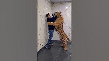 What If a Tiger Enters Your House?