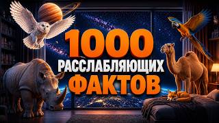 😴 2 часа РАССЛАБЛЯЮЩИХ фактов для тех, кто не может уснуть screenshot 4