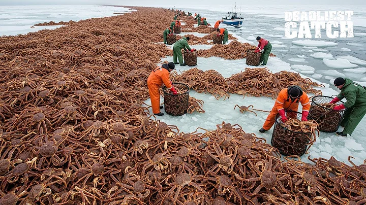 Inside The $3 Million King Crab Catch  From Deadliest Seas To Luxury Tables   Fishing Documentary