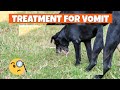 🐶TREATMENT for YELLOW VOMIT in DOGS