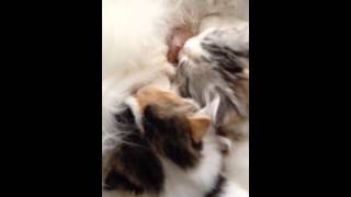 まだまだあまえちゃんたちだ