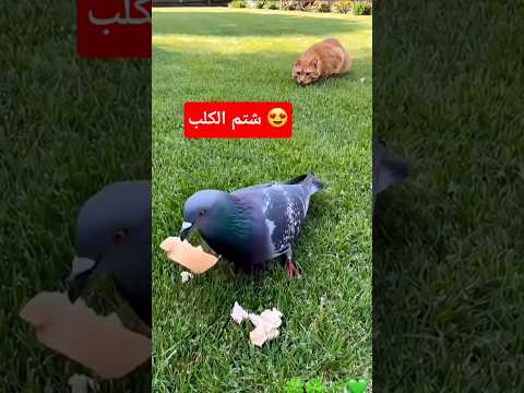 غلاسة وبس اهو ضاع الغدا اكسبلور لقط 