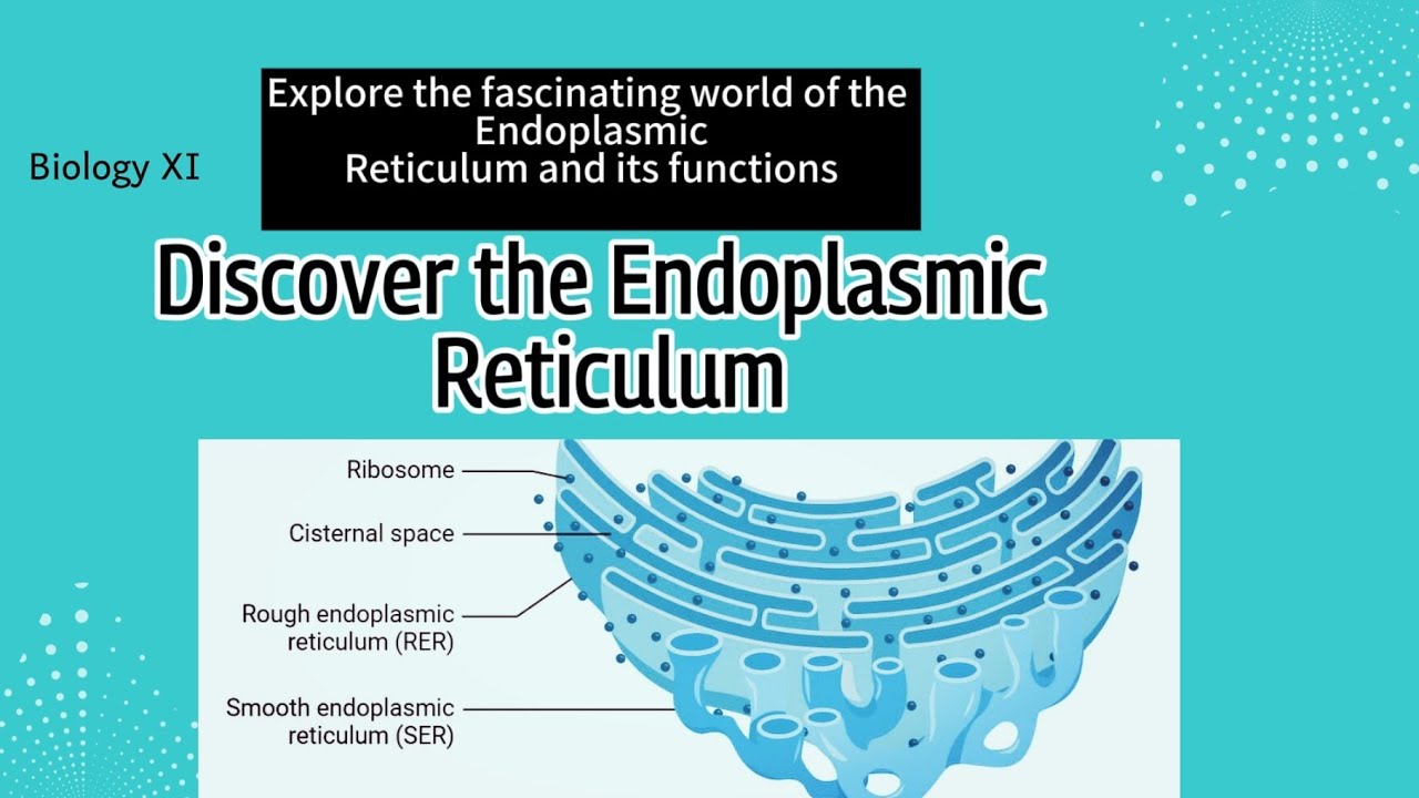 Biology XI | Cell structure & function | Endoplasmic reticulum - YouTube