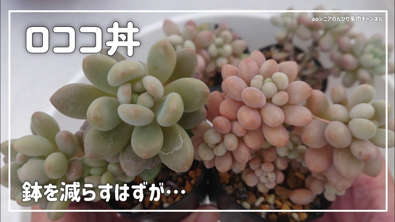 266][多肉植物]ロココ愛で 妄想しつつ 丼づくり🤭2024年12月7日 - YouTube