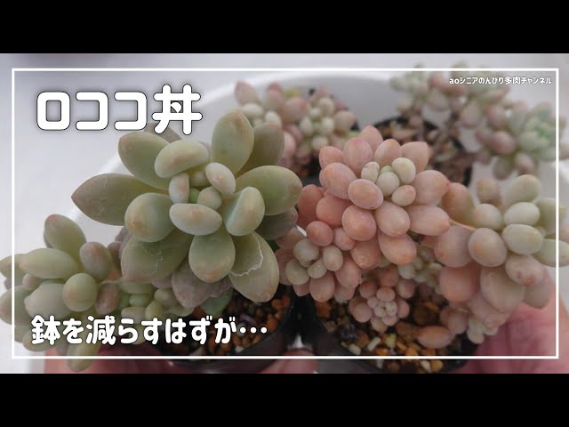 266][多肉植物]ロココ愛で 妄想しつつ 丼づくり🤭2024年12月7日 - YouTube