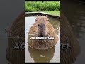 Capybara fun facts! #facts #information #fyp