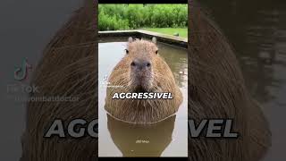 Capybara fun facts! #facts #information #fyp
