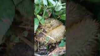 DURIAN BESAR#durian kampung#kebun durian