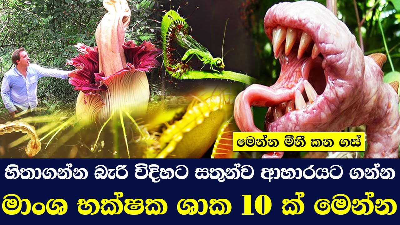 දැනට ලෝකයේ දකින්නට ලැබෙන භායානකම මාංශ භක්ෂක ශාක 10 Top 10 most