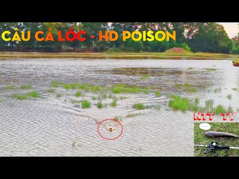 Video CÂU CÁ LÓC - NHÁI HƠI HD POISON - youtube