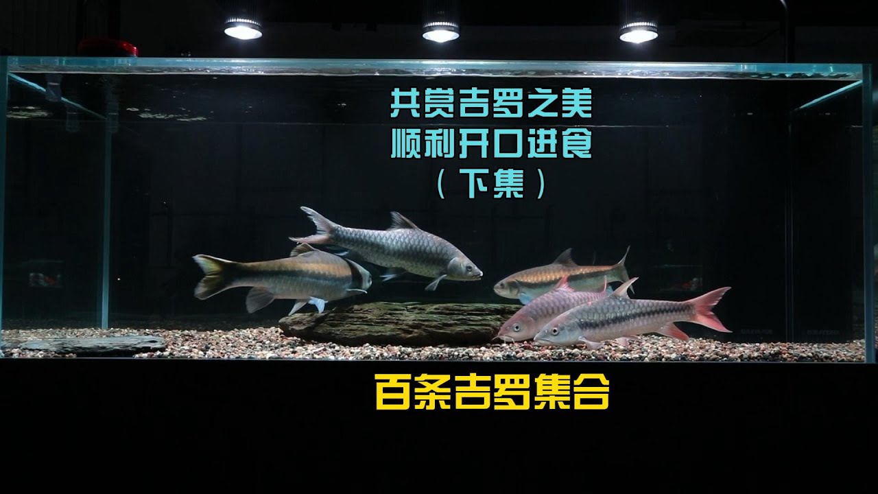 20多个品种超百条吉罗,顺利开口进食,让我们一起来共赏吉罗之美,这只是先头部队,还会有一批也即将到位 ️#豆爸先生养鱼日记 #豆鱼路亚 #下集 ...