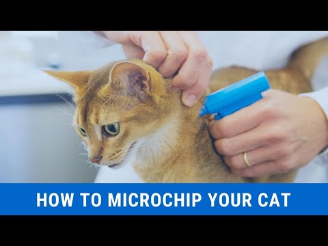 How to microchip your cat updated 2021 || How to track your cat with a microchip