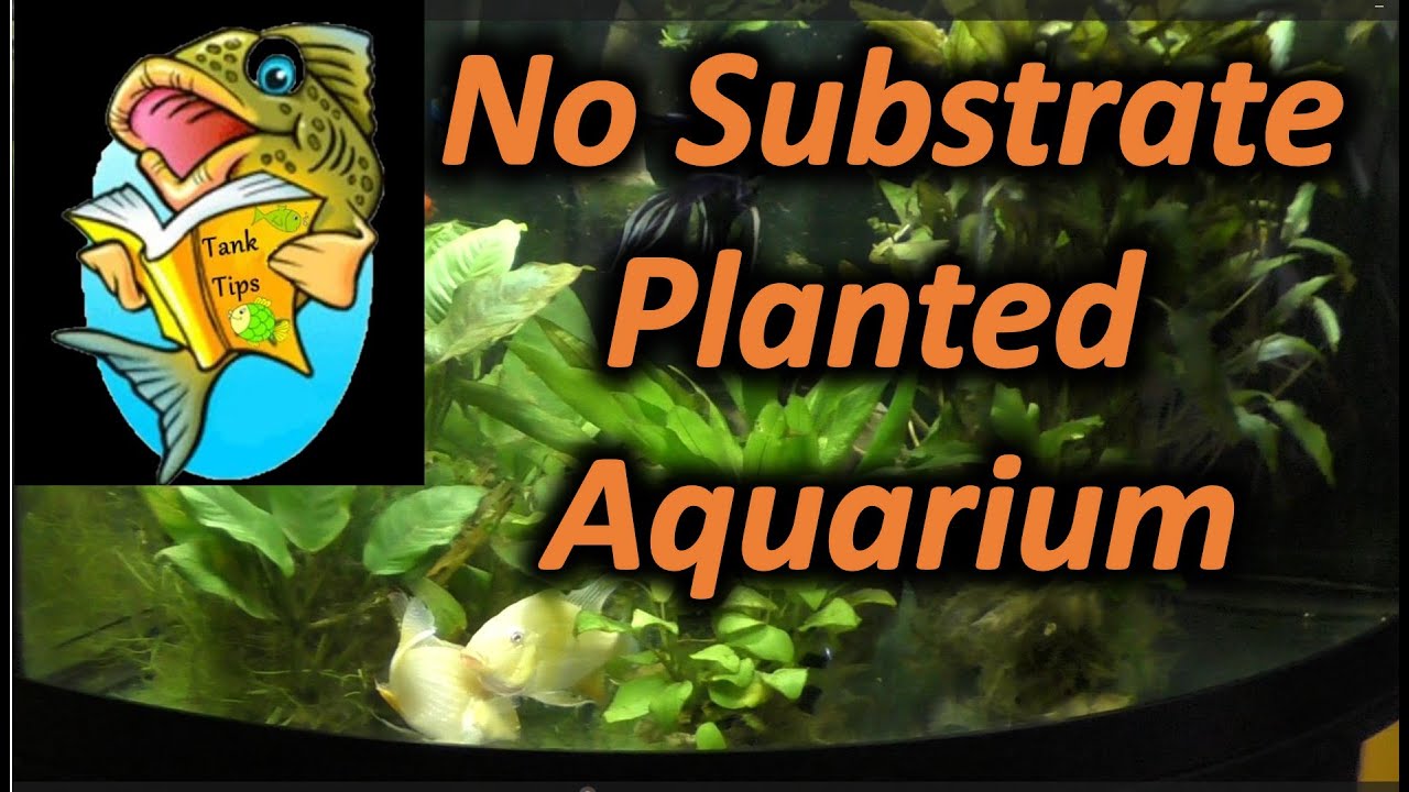 Picture Idea: Tank Tip No Substrate Planted Aquarium More Room Lower Nitrates