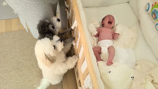 Dogs in Love with 20-day-old Baby