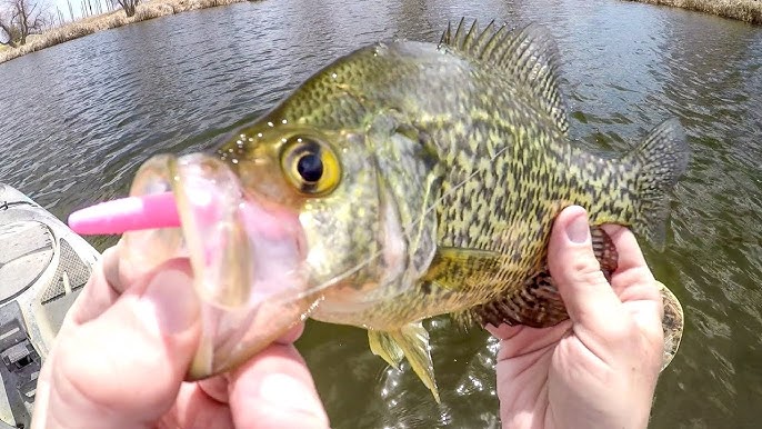 Northland Thumper Crappie King