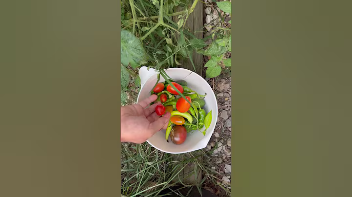 Fresh Eggs & Veggies → Garden Omelet #shorts  #gardening #chicken #harvest  #cozyhome  #cooking