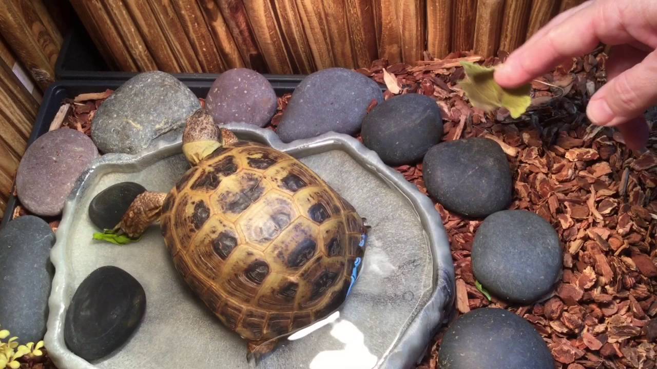 Russian Tortoise Care