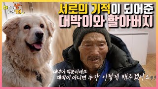 서로의 기적이 되어준 대박이와 할아버지 근황이 궁금하시죠??