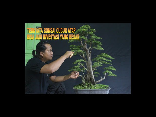 ternyata bonsai cucur atap juga bisa jadi investasi besar class=