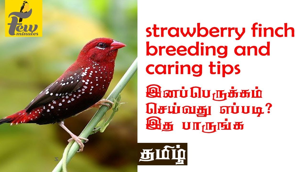 Strawberry Finch Breeding tips in Tamil 