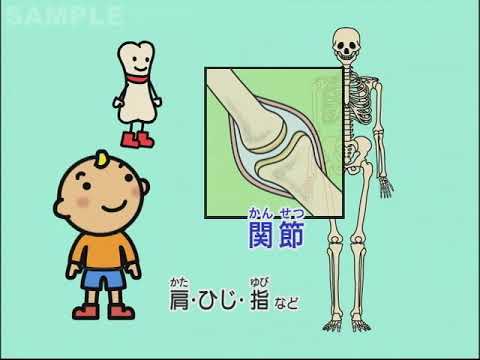 体のしくみ 骨 筋肉 消化 呼吸 心臓 血液の循環 小学生の理科 Youtube