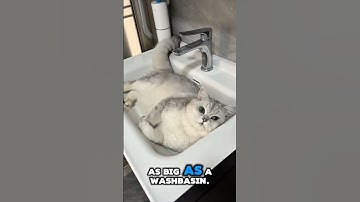 funny lazy cat #cats #adorable #youtubeshorts #shortsvideo #trending #shorts #funnyvideo