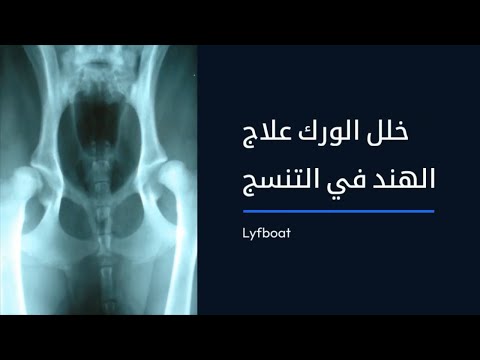 فيديو: العلاجات البديلة لخلل التنسج في الفخذ في الكلب