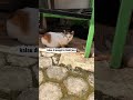 “Mama Eks sam panggil si Centil dia datang dan menyahut